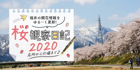 【2020年3月20日更新】福井県内各地の桜の開花状況をお伝えします！①～桜観察日記2020～