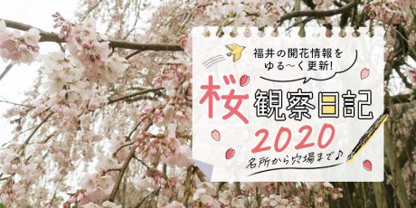 【2020年3月27日更新】福井県内各地の桜の開花状況をお伝えします！③～桜観察日記2020～