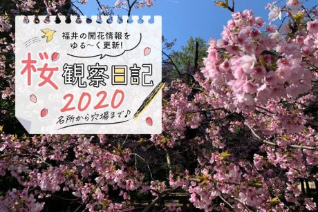 【2020年3月25日更新】福井県内各地の桜の開花状況をお伝えします！②～桜観察日記2020～