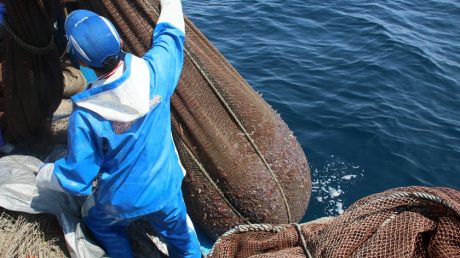 福井が誇る春の味覚「ホタルイカ」！ ふーぽ編集部がまたまた漁師さんに同行取材してきたよ。【動画あり】