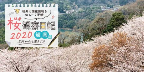 【2020年4月3日更新・嶺南編】福井・嶺南各地の桜の開花速報をお伝えします！⑤～桜観察日記2020～