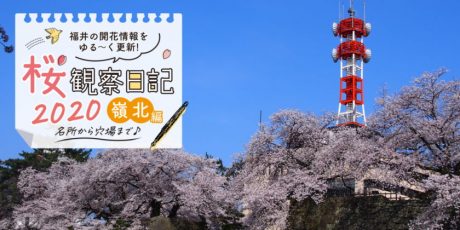 【2020年4月3日更新・嶺北編】福井・嶺北各地の桜の開花速報をお伝えします！⑤～桜観察日記2020～動画もあるよ！