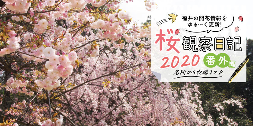 【2020年4月17日更新】福井県内各地の桜の開花速報をお伝えします！～桜観察日記2020番外編～