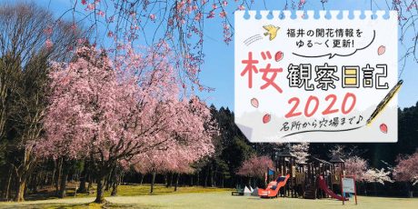 【2020年4月7日更新】福井県内各地の桜の開花速報をお伝えします！⑥～桜観察日記2020～動画もあるよ！
