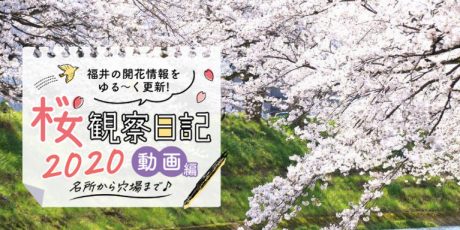 お家でお花見気分を味わおう♪福井県内26カ所分の桜動画まとめ【2020年版】