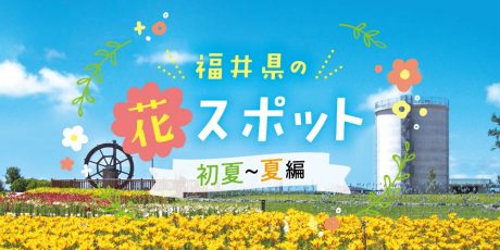 【2025年版】福井の花スポット11選！ 初夏～夏に楽しめる、癒しの風景たち。