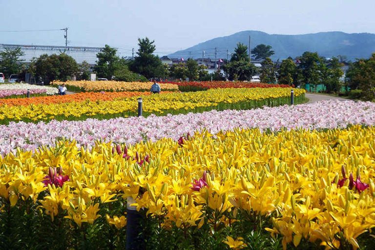 福井県の夏の花スポット11選。初夏~夏が見頃の花々を楽しもう♪【2020年版】|福井の旬な街ネタ&情報ポータル 読みもの ふーぽ 福井県の夏の花スポット11選。初夏~夏が見頃の花々を楽しもう♪【2020年版】|福井の旬な街ネタ&情報ポータル 読みもの ふーぽ