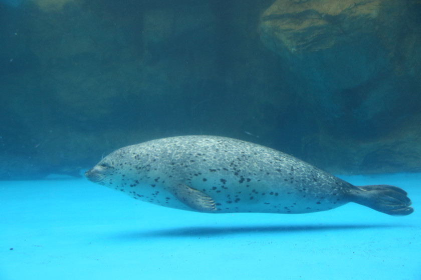 福井 越前松島水族館 の見どころを徹底ガイド 迫力のイルカショーや 越前がに サメのふれあい体験 話題のグルメまで深掘り 福井の旬な街ネタ 情報ポータル 読みもの ふーぽ