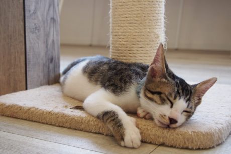 福井市の譲渡型保護猫カフェ「しあわせにゃん家」は猫たちの幸せを全力で応援する猫カフェでした。