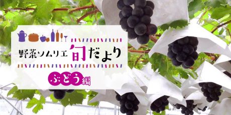 ぶどうの美味しい季節到来！ ふくいの旬のぶどうを味わおう♪【野菜ソムリエ旬だより】
