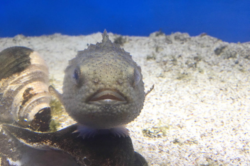 福井 越前松島水族館 の見どころを徹底ガイド 迫力のイルカショーや 越前がに サメのふれあい体験 話題のグルメまで深掘り 福井の旬な街ネタ 情報ポータル 読みもの ふーぽ