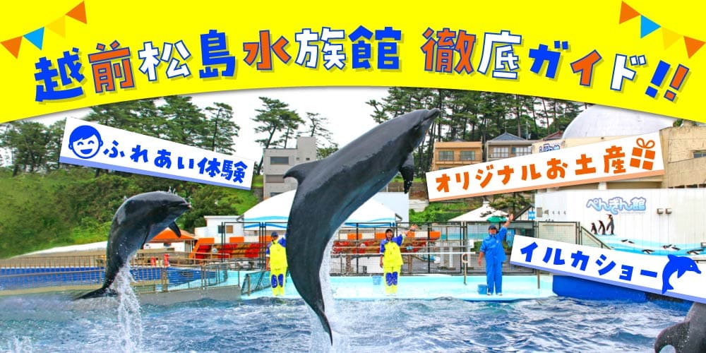 福井「越前松島水族館」の徹底ガイド♪ 迫力のイルカショー・サメのふれあい体験も