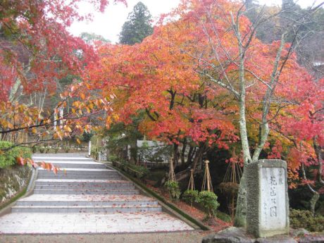 はながたみもみじ祭り2024