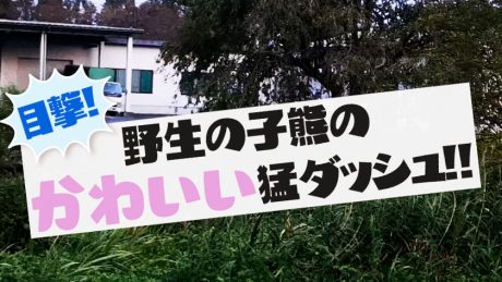 野生の子熊のかわいい猛ダッシュ！ 熊出没多発中の福井県で動画撮れたよ【ちょいネタ】