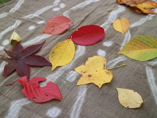 陶芸公園の「秋」を集める草木染 メイン画像