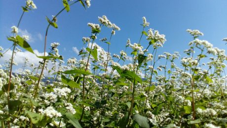 実は全国屈指のそば産地、福井県。美味しさの秘密と特色ある栽培方法に迫ってみました！【ふくいのそば大解剖①】