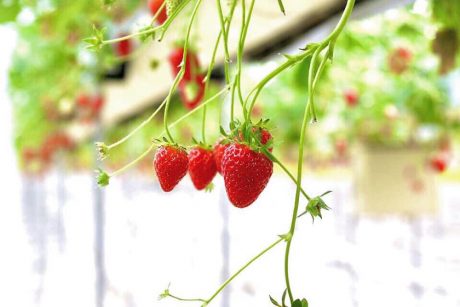 ★受付期間終了★【プレゼント】越前市の「明城ファーム」から“イチゴ狩り ペア券”を3名様にプレゼント！