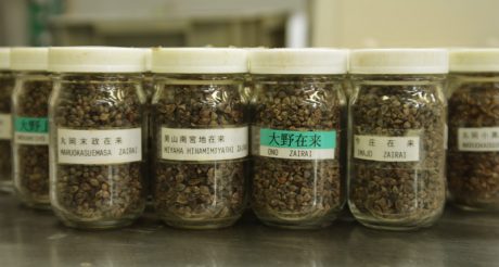 実が詰まっていて、味も香りも最高！ 福井在来種そばの魅力に迫る【ふくいのそば大解剖④】