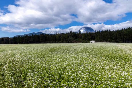 福井の在来種ソバ畑を訪ねて。「エコ・ファームてらお」（勝山市）で福井県産そば栽培への熱い思いを聞きました。【そばのうまれる風景】