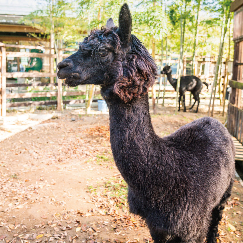 かわいい動物たちにほっこり 見て 触れて 癒される福井のもふもふ動物スポット4選 福井の旬な街ネタ 情報ポータル 読みもの ふーぽ かわいい動物たちにほっこり 見て 触れて 癒される福井のもふもふ動物スポット4選 福井の旬な街ネタ 情報ポータル 読みもの ふーぽ