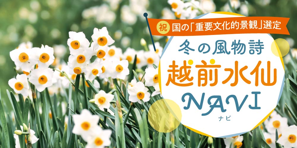 祝 重要文化的景観選定 ドライブやフォトスポットにもオススメ 可憐に咲き誇る越前水仙を越前町に見に行こう 越前水仙navi 福井の旬な街ネタ 情報ポータル 読みもの ふーぽ