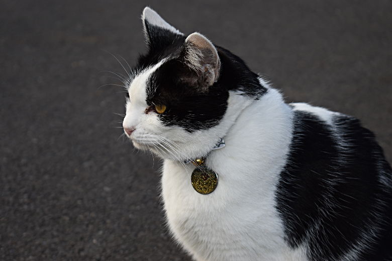 猫寺 で知られる越前市の御誕生寺 本堂前に鎮座する全長7mの大仏さまのお膝の上に 猫が2匹のってるよ 福井の旬な街ネタ 情報ポータル 読みもの ふーぽ