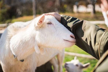 福井のもふもふ動物スポット4選！見て、触れて、癒される動物園や牧場を紹介