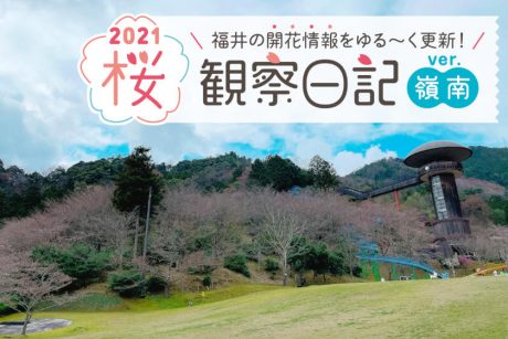 【2021年3月26日更新・嶺南編】福井県内各地の桜の開花状況をお伝えします！ ②～桜観察日記2021～