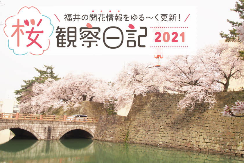 【2021年3月30日更新】福井県内各地の桜の開花状況をお伝えします！ ③～桜観察日記2021～