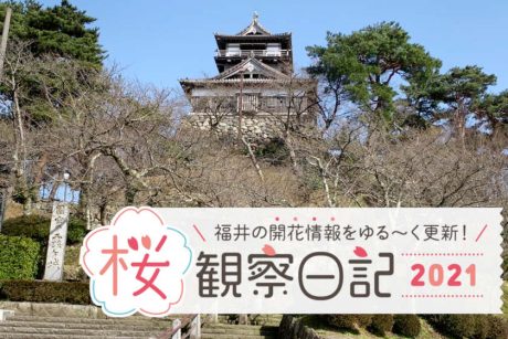【2021年3月19日更新】福井県内各地の桜の開花状況をお伝えします！①～桜観察日記2021～