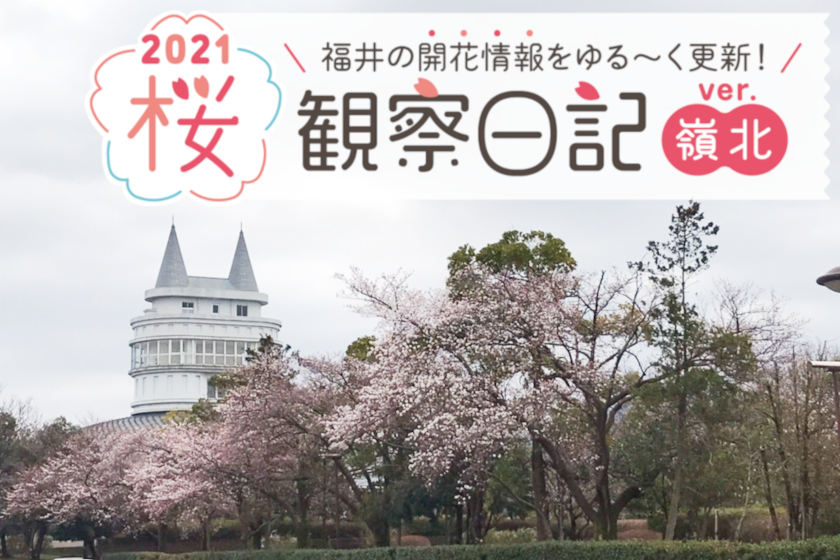 【2021年3月26日更新・嶺北編】福井県内各地の桜の開花状況をお伝えします！②～桜観察日記2021～