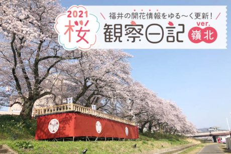 【2021年4月2日更新・嶺北編】福井県内各地の桜の開花状況をお伝えします！ ④～桜観察日記2021～
