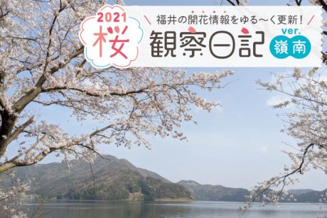 【2021年4月2日更新・嶺南編】福井県内各地の桜の開花状況をお伝えします！ ④～桜観察日記2021～