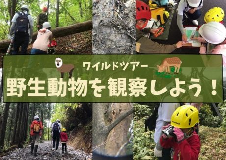 ワイルドツアー　野生動物を観察しよう！