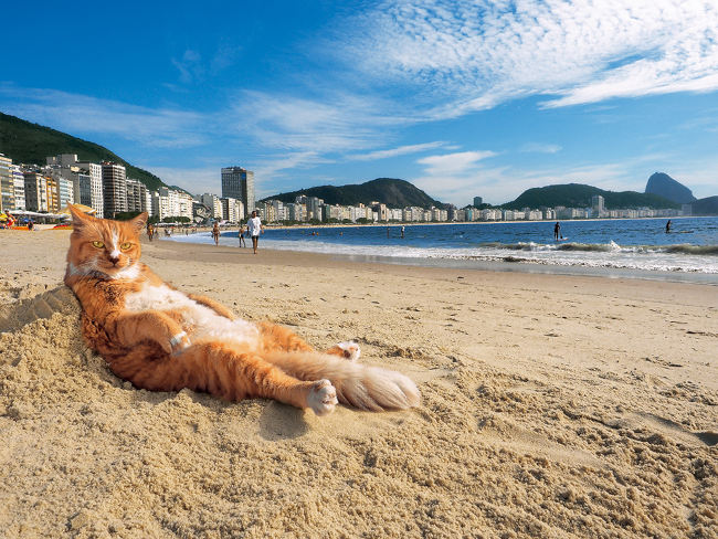 写真展 岩合光昭の世界ネコ歩き2 メイン画像