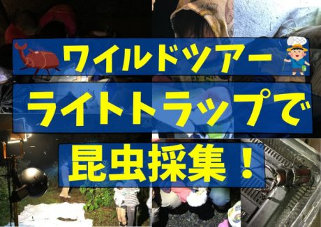 ワイルドツアー ライトトラップで昆虫採集！