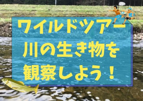 ワイルドツアー　川の生き物を観察しよう！