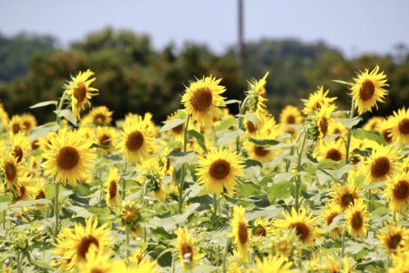 坂井市の「池上ひまわりパーク」は今が見ごろチャンス！ リミットの7/28(水)頃までにいこう。