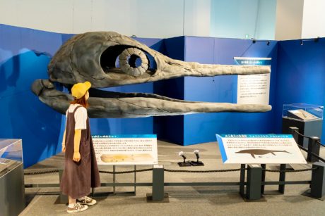 【2022年1/10まで会期延長】巨大海竜を体感せよ！！ 県立恐竜博物館で開催中の「海竜ー恐竜時代の海の猛者たちー」が超オススメ。見どころから限定グッズ、グルメまで紹介するよ。