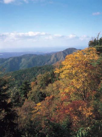 福井県「刈安山森林自然公園」の紅葉