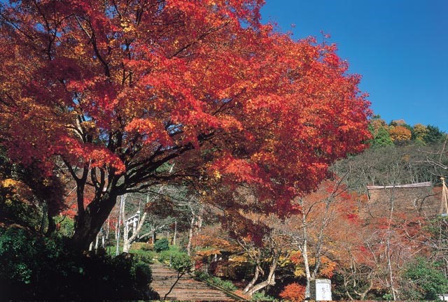 福井県「花筐公園」の紅葉