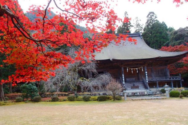 福井県「神宮寺」の紅葉の画像
