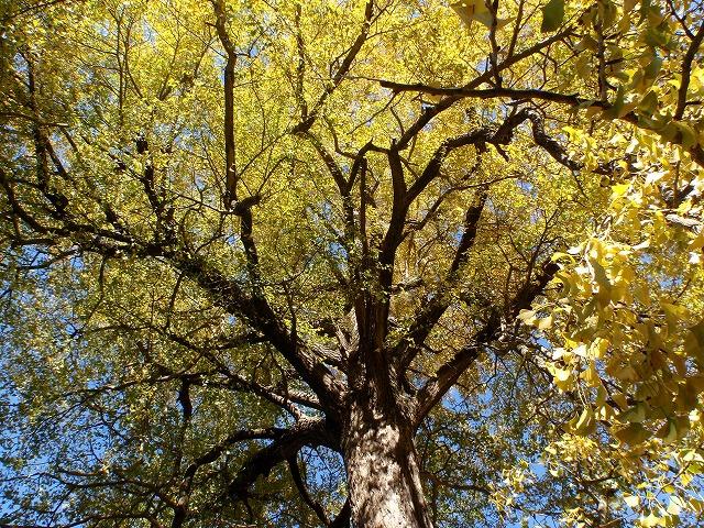 福井県「青蓮寺」の紅葉の画像
