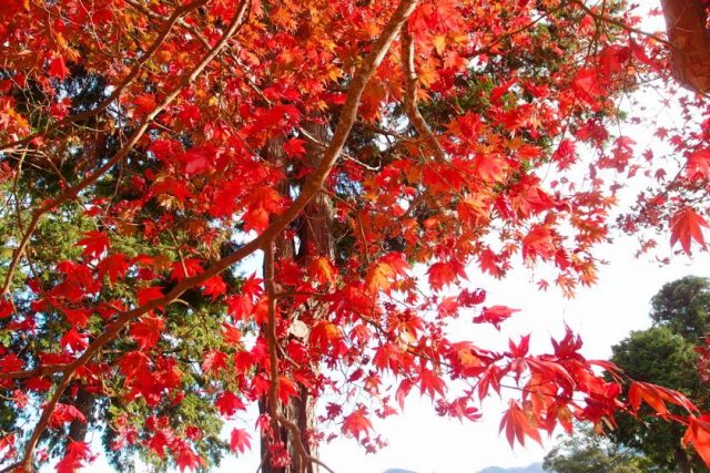 福井県「中山寺」の紅葉の画像