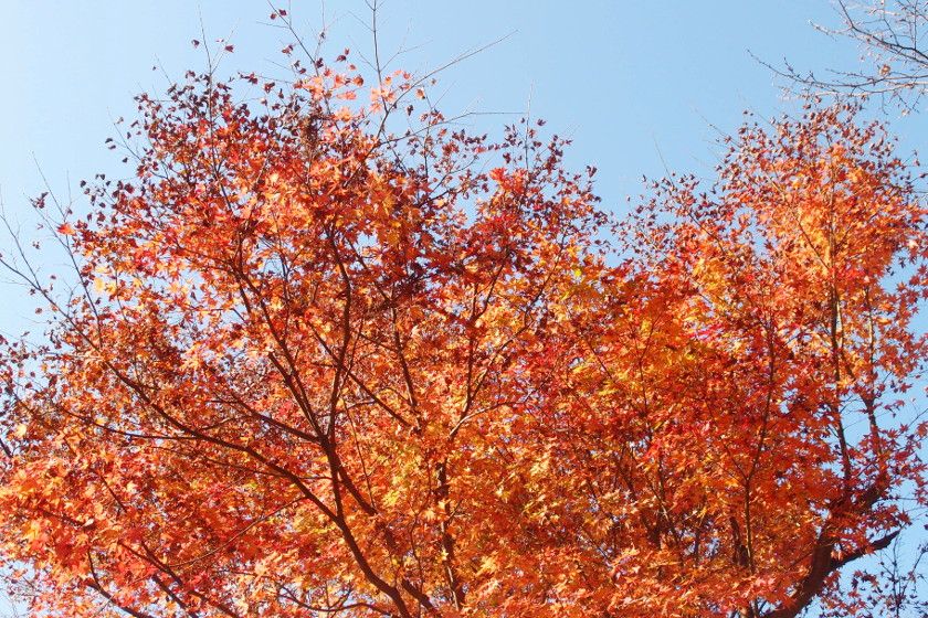 福井県「頭巾山青少年旅行村」の紅葉の画像