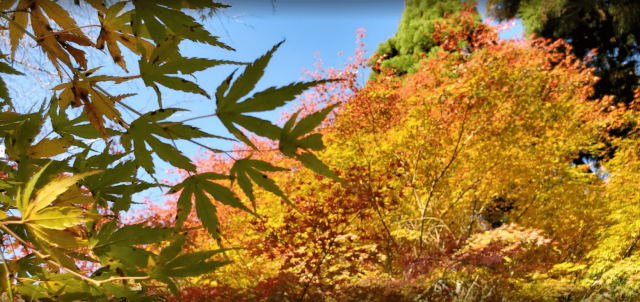 福井県「武周ヶ池」の」紅葉の画像