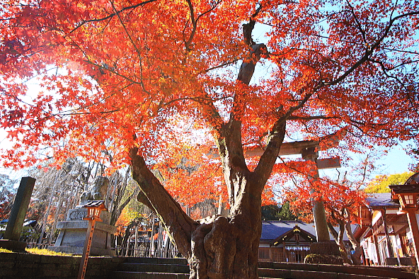 福井県「足羽山神社」の」紅葉の画像