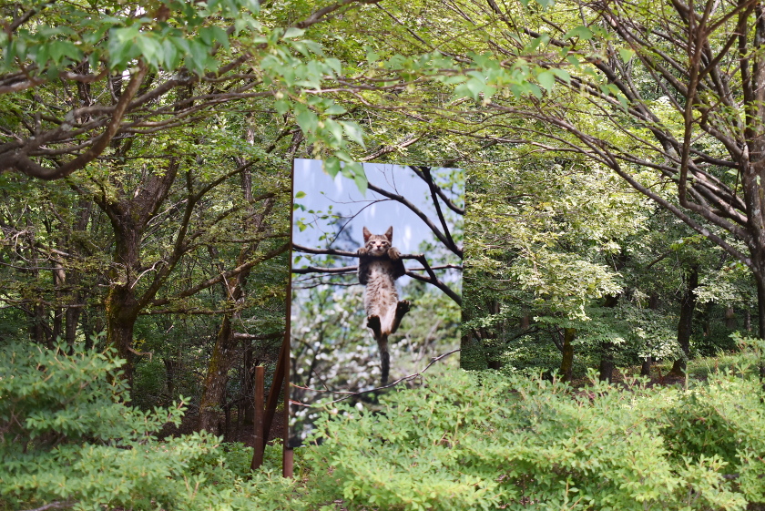 金津創作の森美術館で 9/26(日)まで開催中の「写真展 岩合光昭の世界ネコ歩き2」をレポート！ にゃんこまみれの旅へご案内します♡