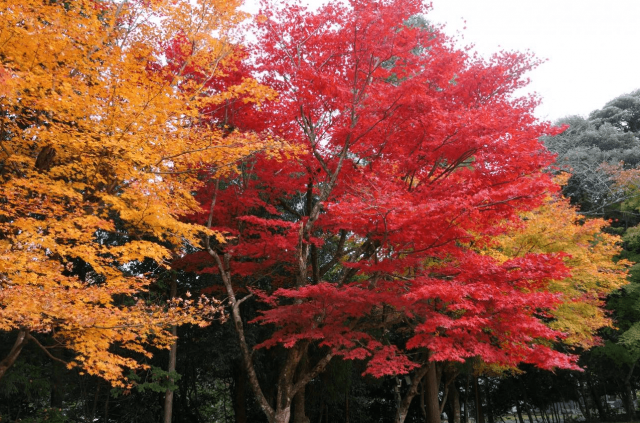 福井県「妙楽寺」の」紅葉の画像