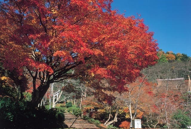 福井県「花筐公園」の紅葉